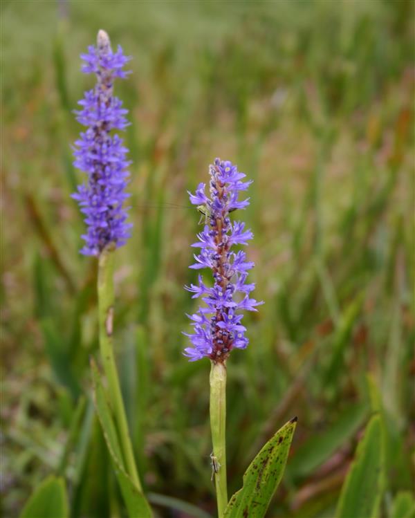 Pickerel weed